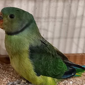 Blue-winged parakeet aka Malabar parakeet