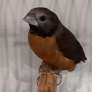 Grey-crowned munia - Lonchura nevermanni