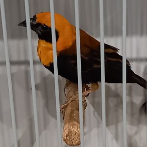 Black-winged red bishop