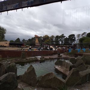 King, Gentoo and Northern Rockhopper penguin enclosure