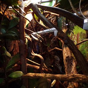 Henkel’s leaf-tailed gecko enclosure