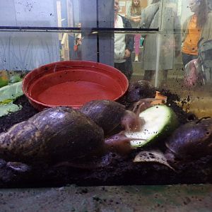 Giant African land snails