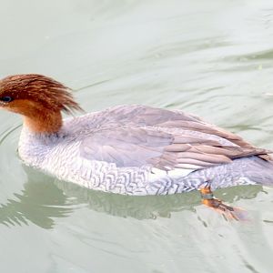 Scaly-sided merganser; Arundel; 6th October 2022