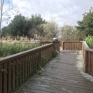 Giant anteater viewing deck