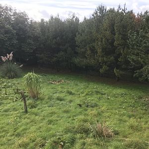 Giant anteater enclosure