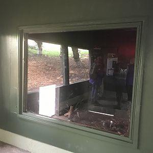 New anteater indoor viewing area