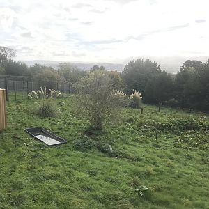 Giant anteater enclosure (2)