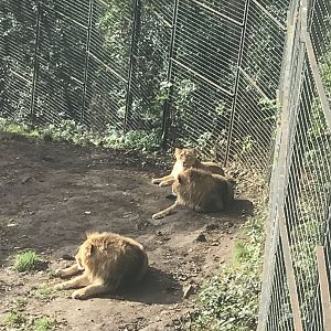 Asiatic lion juveniles