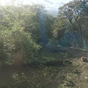 Asiatic lion enclosure