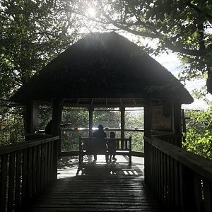 Asiatic lion viewing hut