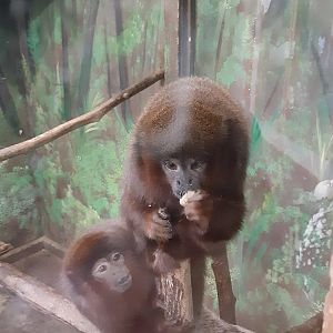 Coppery Titi Monkeys