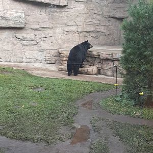 North American Black Bear