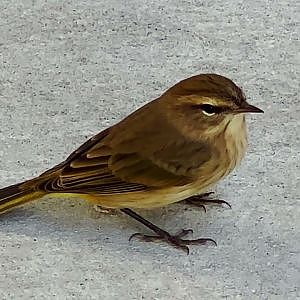 Wanderin' Warblers - YouTube