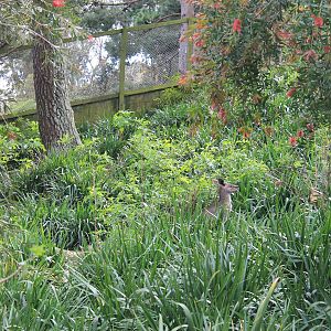 Australian walk-through enclosure