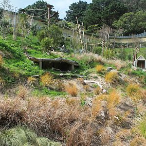 Ring-tailed Lemur enclosure