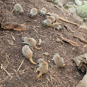 Meerkats