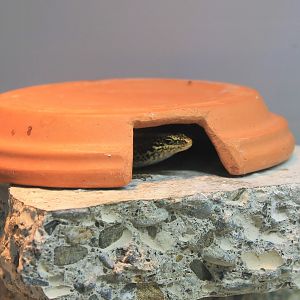 Grand Skink (Oligosoma grande)
