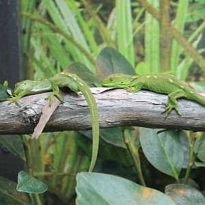 Wellington Green Geckoes (Naultinus punctatus)
