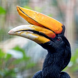 Javan Rhinoceros Hornbill / Chester Zoo / 2-9-22