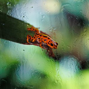 Strawberry poison frog / Chester Zoo / 2-9-22