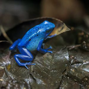 Blue Poison Dart Frog / Chester Zoo / 2-9-22