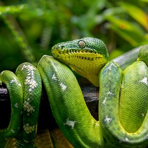 Amazon Basin Emerald Tree Boa / Chester Zoo / 2-9-22