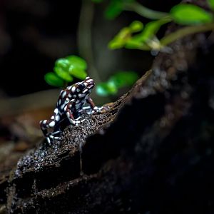 Marañón poison frog / Chester Zoo / 2-9-22