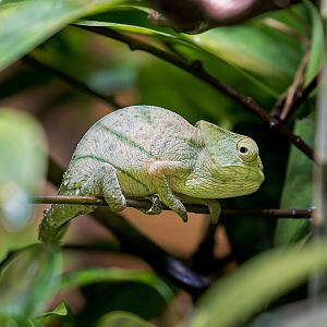 Parson’s Chameleon / Chester Zoo / 2-9-22