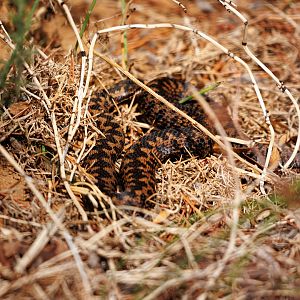Adder (Northern) / Chester Zoo / 2-9-22