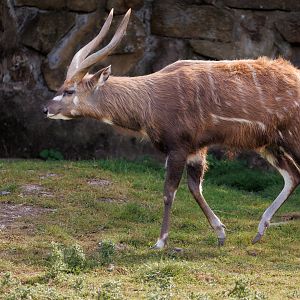 Western Sitatunga / Chester Zoo / 2-9-22