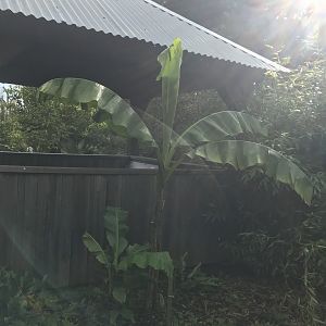 Palm trees planted in tiger tracks