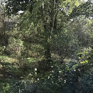 Asiatic lion enclosure (2)