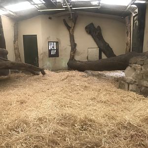 Asiatic lion indoors