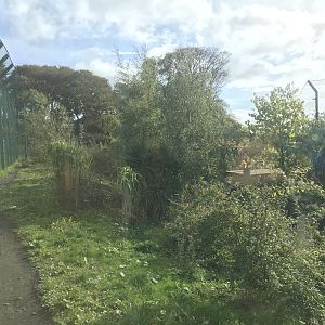 Newer Sumatran tiger enclosure