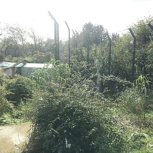 Newer Sumatran tiger enclosure (2)