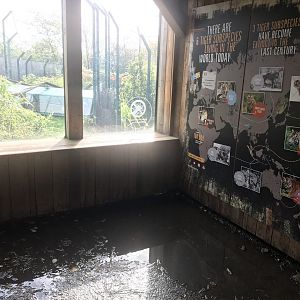 Huge puddle in tiger tracks viewing hut + extinct tiger signage