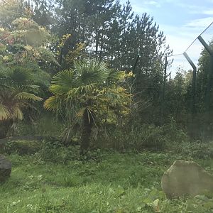 Newer Sumatran tiger enclosure (3)