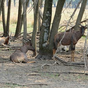 Common Tsessebe (Damaliscus lunatus lunatus)