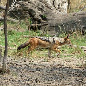 Wild Southern Black-backed Jackal (Canis mesomelas mesomelas) in the Safari Area