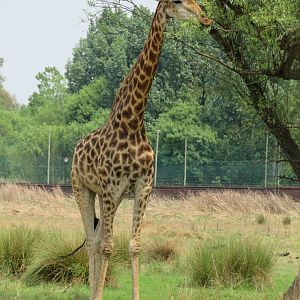 Cape Giraffe (Giraffa giraffa giraffa)