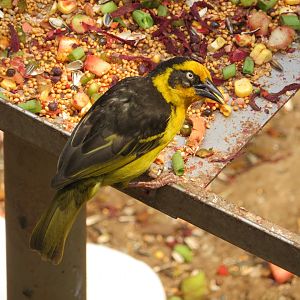 Reichenow's Baglafecht Weaver (Ploceus baglafecht reichenowi)