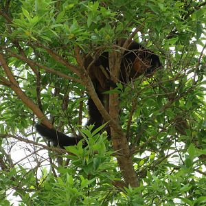 Red-collared Brown Lemur (Eulemur collaris)