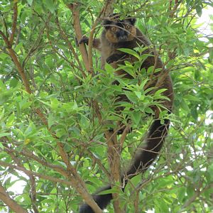 Red-collared Brown Lemur (Eulemur collaris)