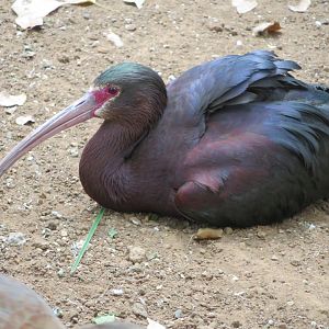 White Faced Ibis (Plegadis chihi)