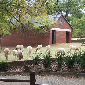 Scimitar Oryx (Oryx dammah)