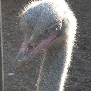 Ostrich