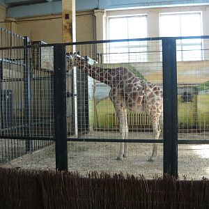 Giraffe