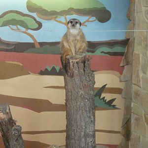 Meerkat