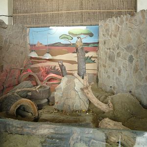 Meerkat exhibit