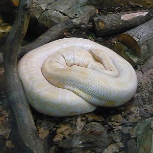 Albino Burmese python (Python bivittatus)